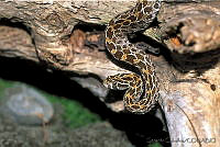 GC0076 Crotalus polystictus.jpg