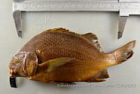 RQTG1353 Anisotremus interruptus.jpg