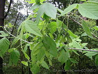 EEC0006 Acer negundo.jpg