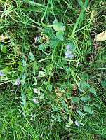 SG019 0147 Ageratum houstonianum.jpg