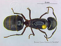 BTH0094 Camponotus herculeanus.jpg