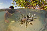 OAO0325 Pterois volitans.jpg