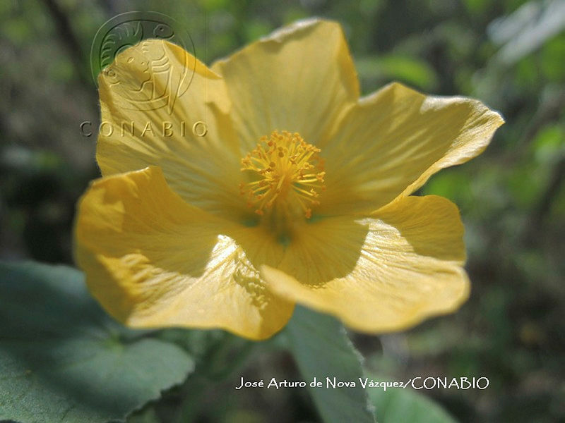 JAdNV0078%20Abutilon%20trisulcatum.JPG.nyeNzOXzMVEruyFjQA3g0JtbmFja29CbnFuZ3NAbXJ6LGtwZwA.QRmwtDvc5H