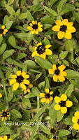 SM0252 Sanvitalia procumbens.jpg