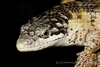 ECA0134 Abronia chiszari.jpg