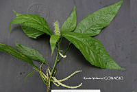 ME010 KV 01140 Acalypha L., 1753.JPG