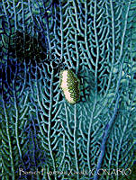 BFZ0078 Cyphoma gibbosum.jpg