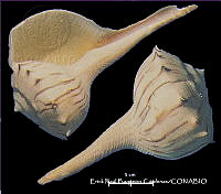 KT014 0437 Busycon coarctatum.JPG