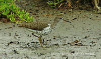 MHS0005 Calidris minutilla.JPG