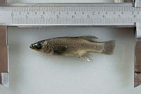 NE002 0230 Goodea atripinnis.NEF