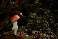 JI01 Russula emetica.jpg