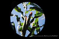 FGM0013 Zea mays.JPG