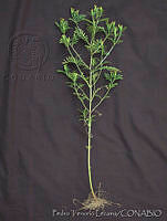 PTL0619 Tagetes foetidissima.jpg