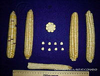 SinOPV256 Zea mays.jpg