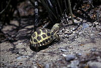 AB0240 Gopherus flavomarginatus.jpg
