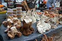 IMDOC Hong 0038 Venta de hongos.jpg