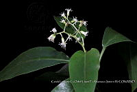 Atleq 0610 Neomirandea aralifolia.jpg