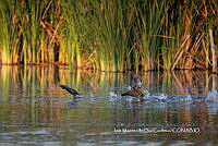 IMDOC3770 Gallinula galeata.jpg