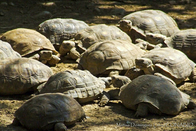 MDL0219%20Gopherus%20agassizii.jpg.iSfg1Ir McWJtTNjQA3g0JtbmFja29CbnFuZ3NAbXJ6LGtwZQA.xwpsG5HSNb