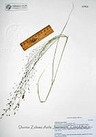 DZAJ1124  Eragrostis lugens.JPG