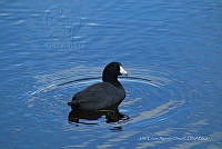 JCAD 011 Fulica americana.jpg