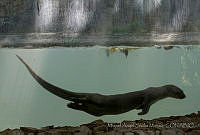 MASM05001 Lontra longicaudis.jpg