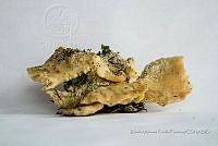 ZAPF 0729 Climacocystits borealis.jpg