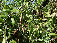 MRG-2017-1518 Cynophalla flexuosa (MEGA-22nov17-a).JPG