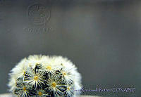 3611 Mammillaria sp..jpg