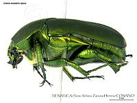 SAZH0178 Cotinis mutabilis ssp. typica.jpg