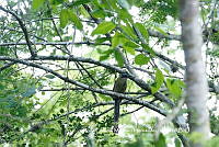 LEMH073 Momotus coeruliceps.JPG