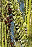 3R 00879 Carnegiea gigantea.tif