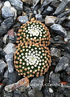 3R 00910 Mammillaria luethyi.tif