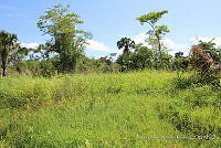 LH002 hum 0439 Roystonea dunlapiana.JPG