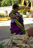 FBA0913 Zea mays.jpg