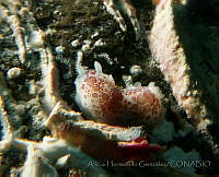 DP014-145 Dendrodoris behrensi.jpg