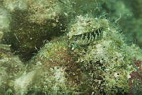 IDG1576 Malacoctenus sp..jpg