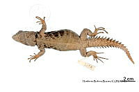ME006 rep 0062 Ctenosaura alfredschmidti.jpg