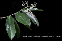 Atleq 0062 Hampea nutricia.jpg
