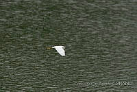PRB0595 Egretta thula.jpg
