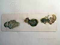 KT016 0076 Anabaina oscillarioides.jpg