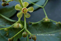 ME010 KV 00512 Swietenia humilis Zucc., 1836_.JPG