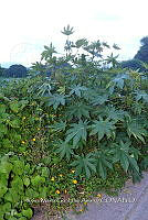 SG019 0258 Acuyo higuerilla y mozote en la mipa.jpg