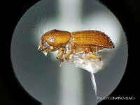 WR012 236 Xyleborus affinis.jpg