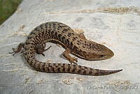 EGP0171 Barisia ciliaris.jpg