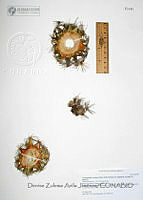 DZAJ2218 Escobaria vivipara.JPG