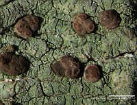 RMG056 Malcolmiella chondrina.jpg