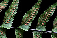 Zongo 3130 Asplenium harpeodes Kunze.jpg