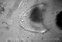 KT018 0040 Campylodiscus hibernicus.jpg