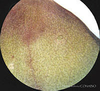 SL3921 Pinguicula oblongiloba.jpg